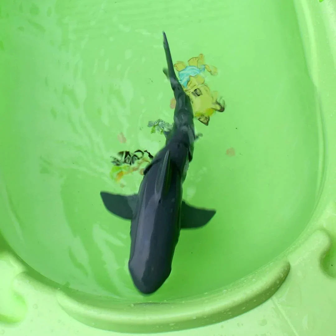 Remote Control Shark